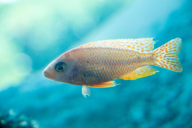 Mooie vissen in het aquarium