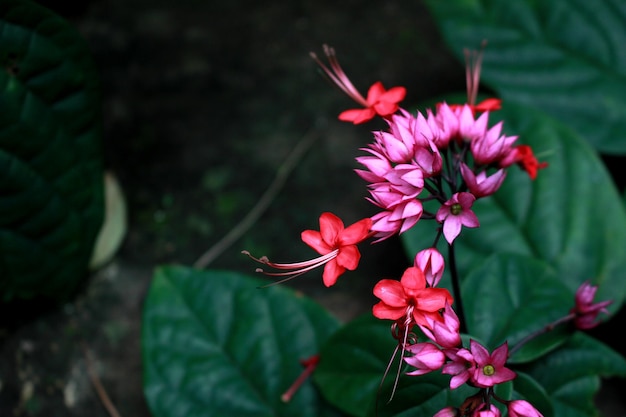 Mooie vlammende Glorybower-bloemen, Clerodendrum splendens