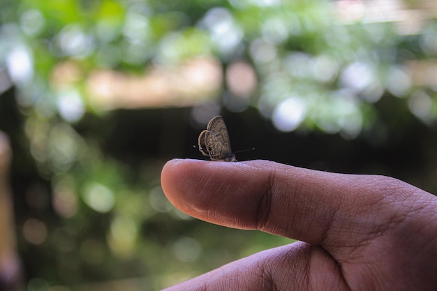 Mooie vlinder in de hand van de fotograaf