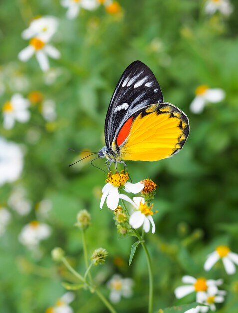 Mooie vlinder op bloem in tuin