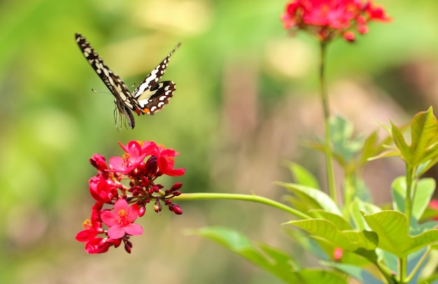 Mooie vlinder op de bloem. Dierlijke achtergrond