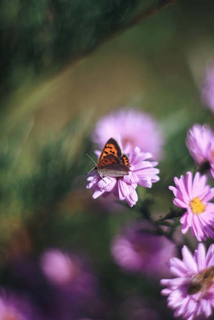 Foto mooie vlinder op een bloem