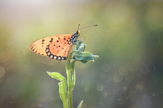 mooie vlinder op natuur achtergrond