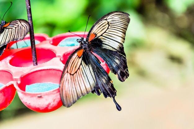 Mooie vlinder Papilio Memnon op groene bladeren. Lepidopteron.