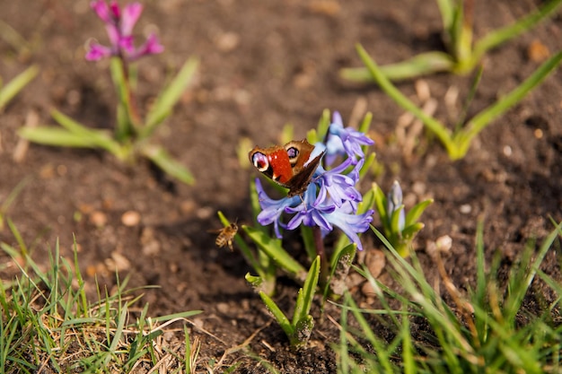 Mooie vlinder zitstokken op een kleurrijke bloem te midden van weelderig groen gras