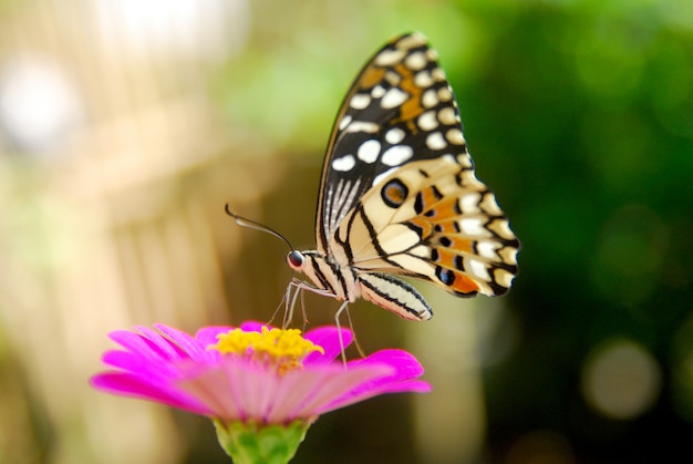 Mooie vlinders zuigen bloemhoning