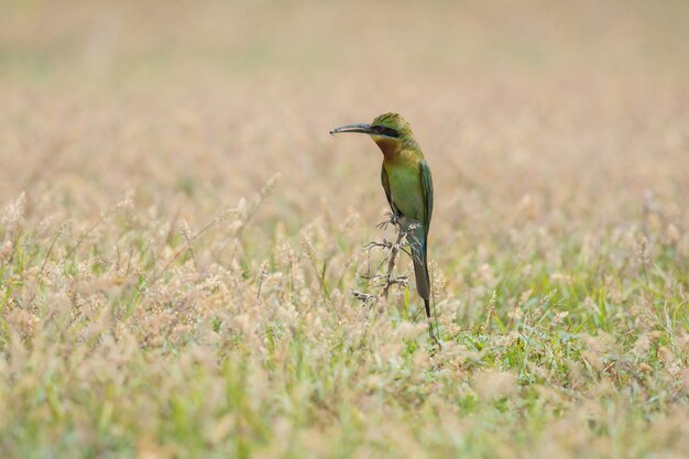 Mooie vogel blauwstaartbijeneter