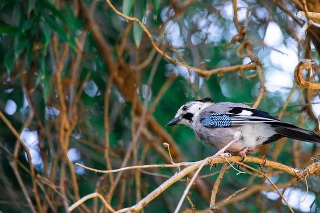 Mooie vogel close-up op een boom tussen het gebladerte. Hoge kwaliteit foto