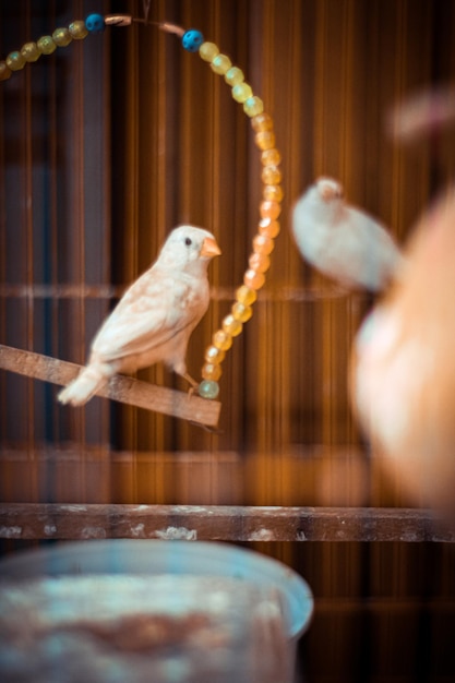 Foto mooie vogel die in een kooi zit.