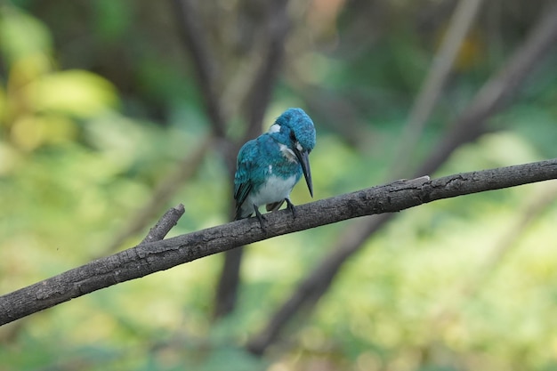 mooie vogel kleine blauwe ijsvogel neergestreken op een boomtak