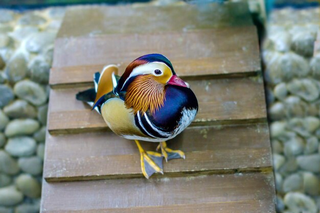 Mooie vogel mannelijke mandarijneend