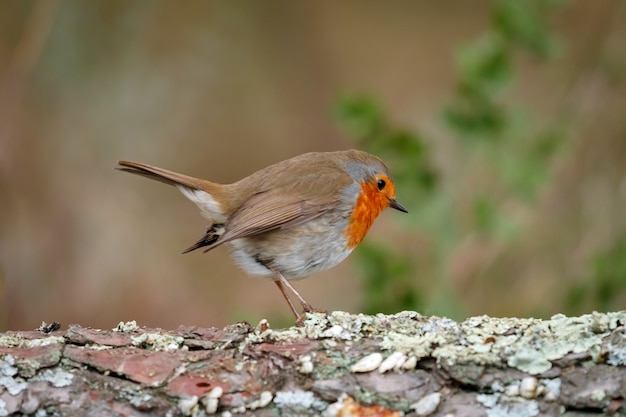 Mooie vogel met een mooi oranjerood verenkleed