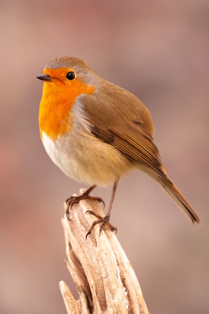 Mooie vogel met een mooi rood verenkleed