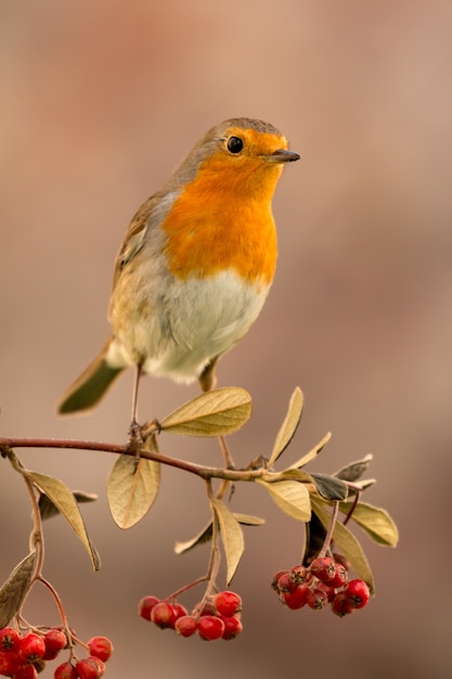 Mooie vogel met een mooi rood verenkleed