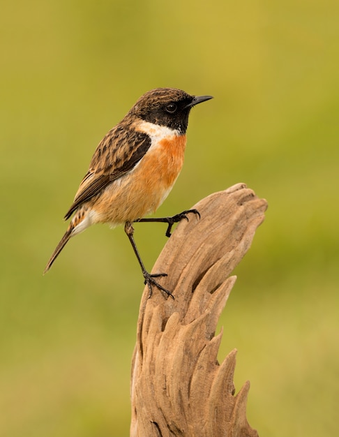 Mooie vogel op aard