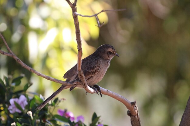 Foto mooie vogel op tak