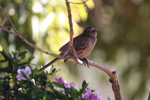 Foto mooie vogel op tak