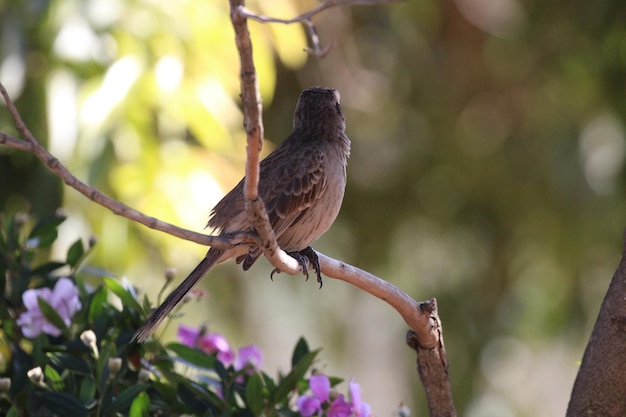 Mooie vogel op tak