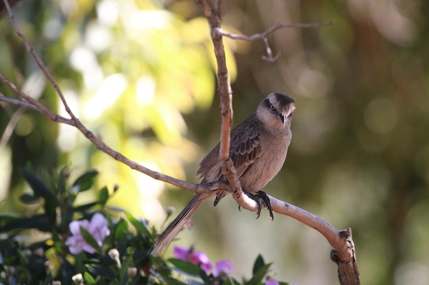 Foto mooie vogel op tak