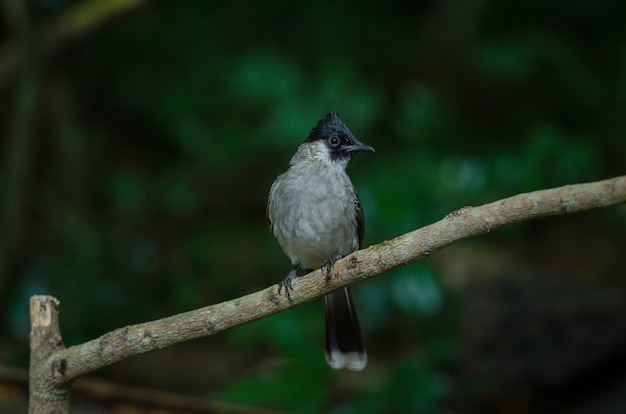 Mooie vogel Roetig onder leiding van Bulbul