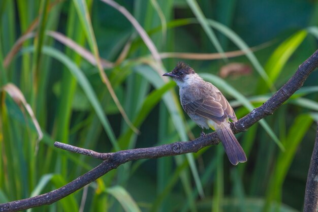 Mooie vogel Roetige kop Bulbul neergestreken op houten (Pycnonotus aurigaster)