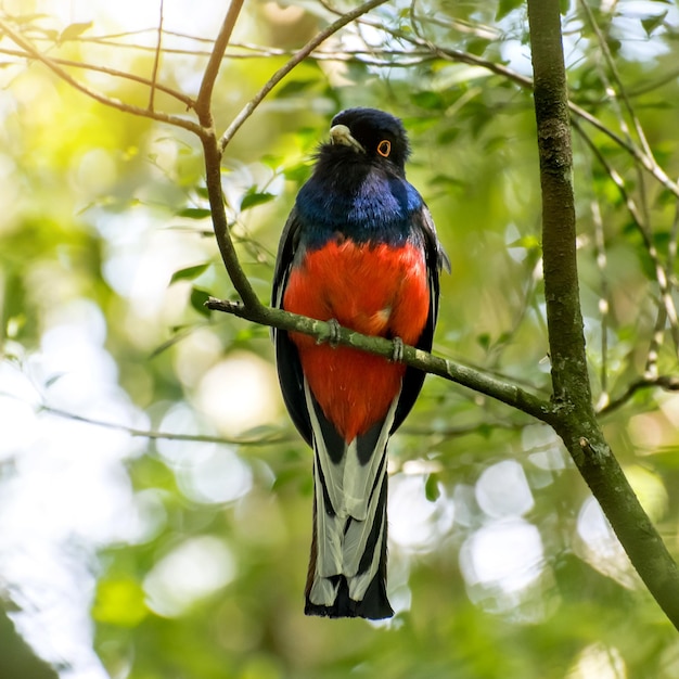 Mooie vogel Surucua Trogon Trogon surrucura in bos in Brazilië