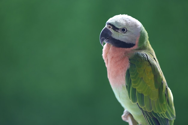 Mooie vogel, vrouwelijke roodhalsparkiet op groene achtergrond (Psittacula alexandri)