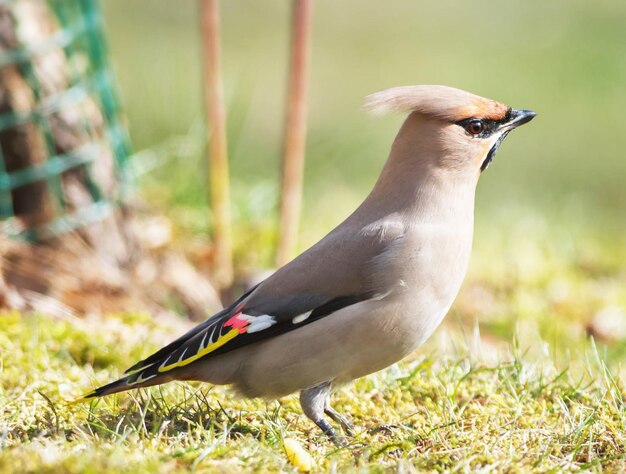 Foto mooie vogel.