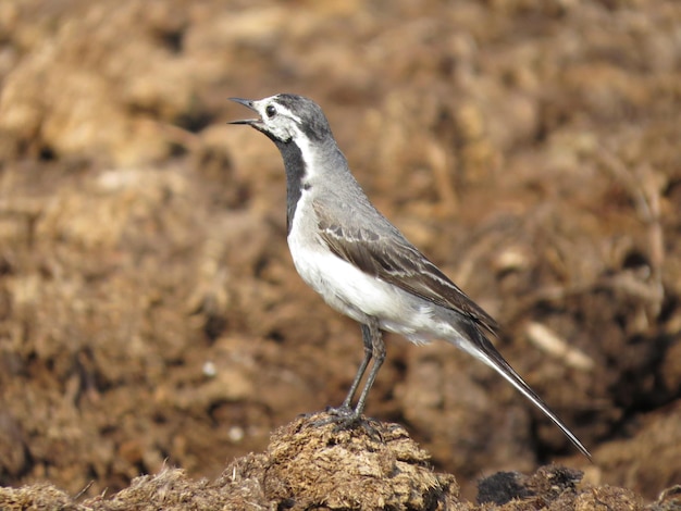 Mooie vogel