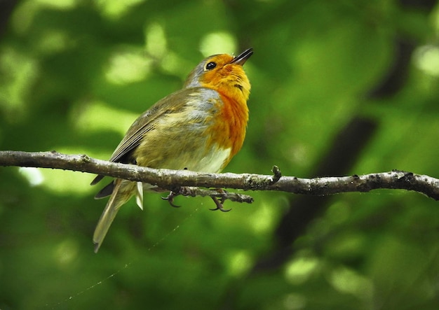 Mooie vogel