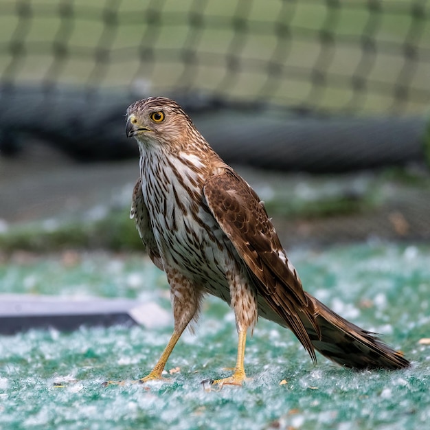 Mooie vogelfotografie