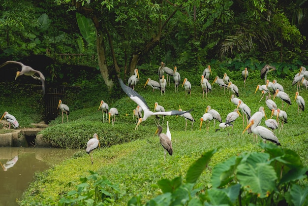 Mooie vogels in tropische dierentuin.