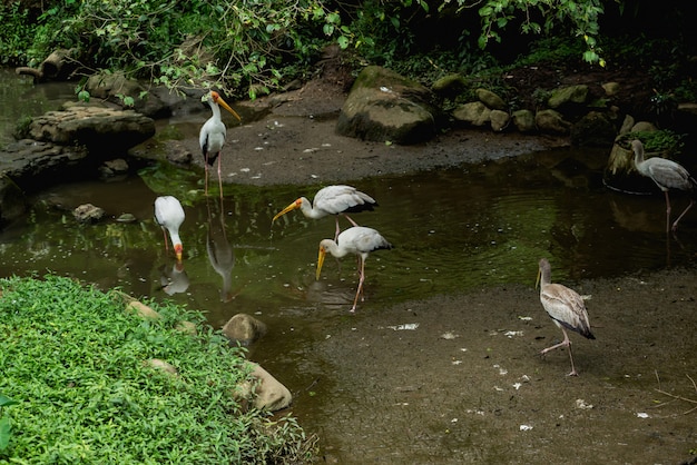 Mooie vogels in tropische dierentuin.