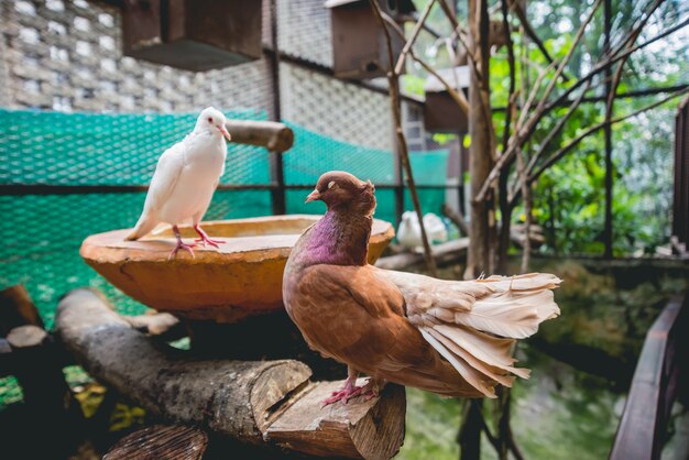 Mooie vogels in tropische dierentuin