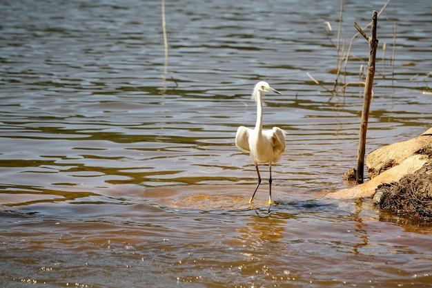 Mooie vogels jagen op vissen in de vijver