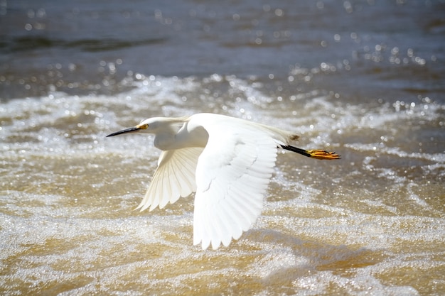 Mooie vogels jagen op vissen in de vijver