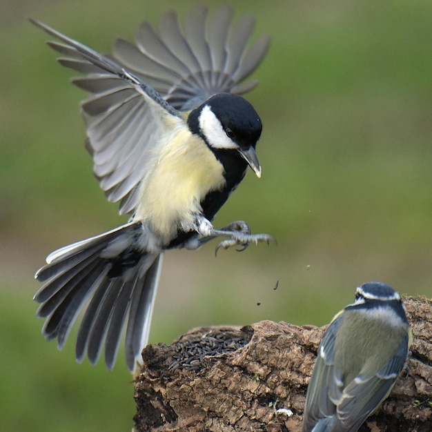 Mooie vogelscollectie voor behang en poster