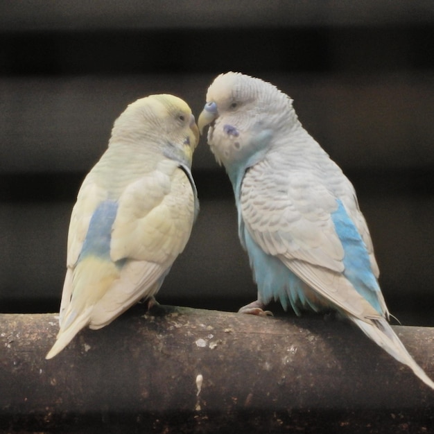 Mooie vogelscollectie voor behang en poster