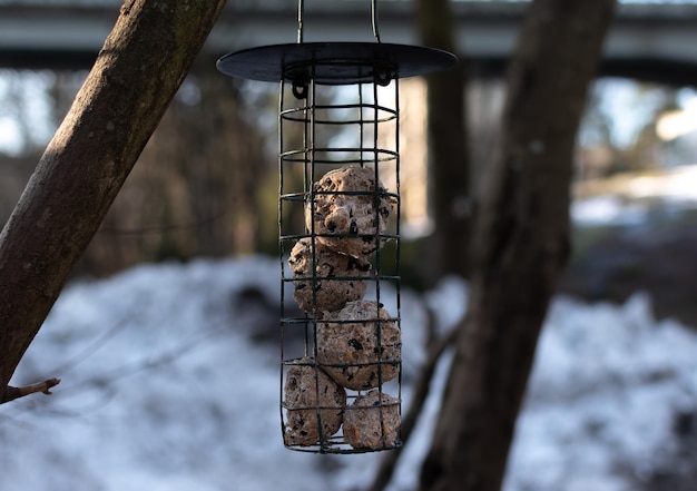 mooie vogelvoeder die in de winter aan een houten hek hangt