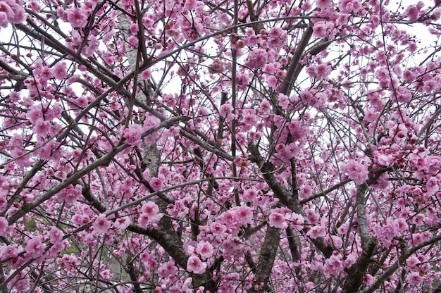 Mooie volle bloesem van de bloesem roze sakura van de kersenbloesem