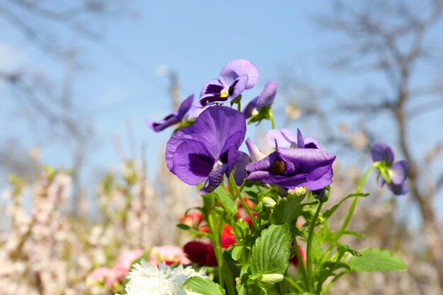 Foto mooie voorjaarsbloemen buiten.