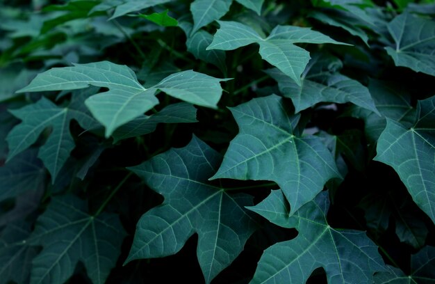 Mooie vorm donkergroene bladeren gebladerte plant natuurlijke abstracte achtergrond