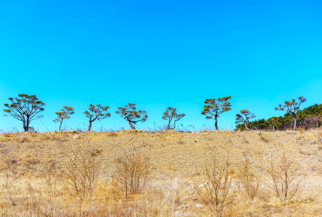 Mooie vorm van bomen in de winter, Zuid-Korea