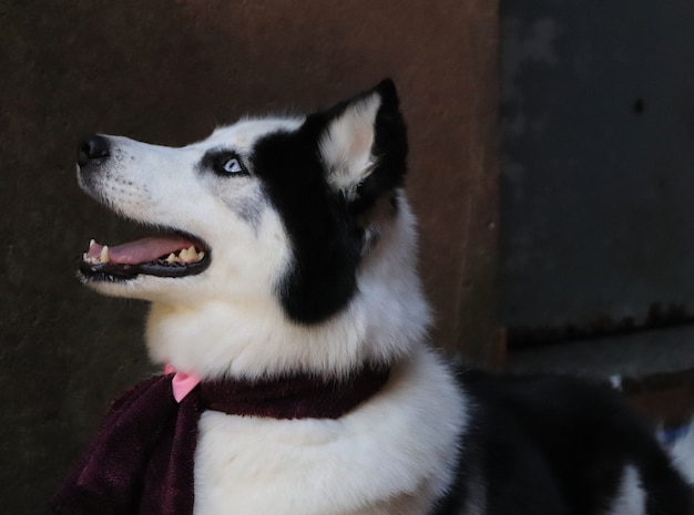 Mooie vrouw van Siberische husky.