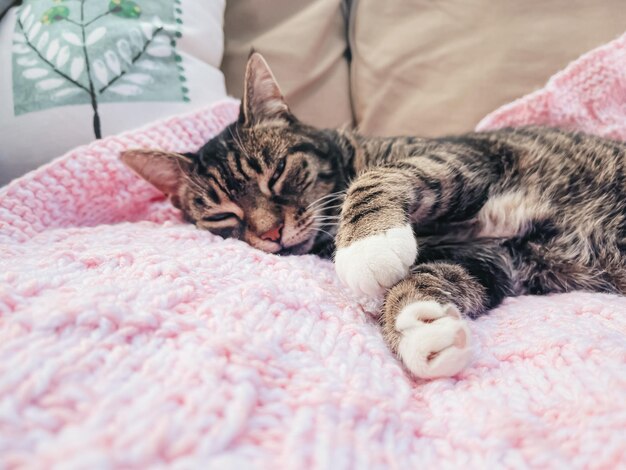 Mooie vrouwelijke Cyperse kat op roze gebreide deken thuis schattig huisdier portret