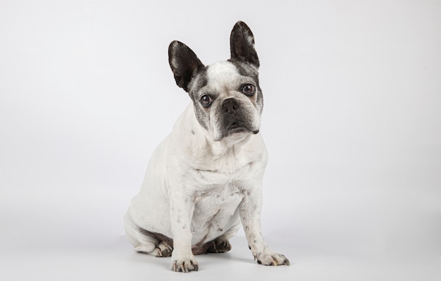 Mooie vrouwelijke hond van Frans buldogras die de camera bekijken die op witte achtergrond wordt geïsoleerd.