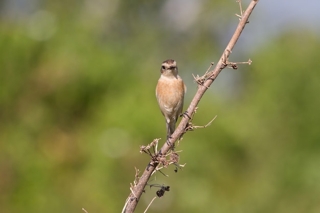 Mooie vrouwelijke oostelijke roodborsttapuit in de natuur