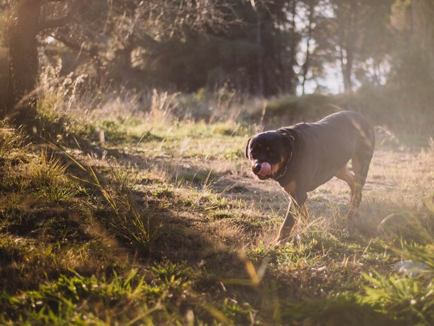 Mooie vrouwelijke rottweiler op een zonnige dag