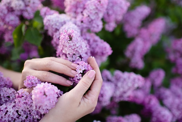 Mooie vrouwenhanden met french manicure over lila bloemen