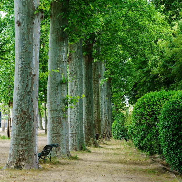 Mooie wandeling door het openbare park met grote bomen en banken om uit te rusten?